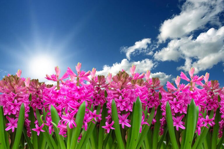Le printemps du renouveau : s’aligner, apaiser ses doutes et avancer sereinement
